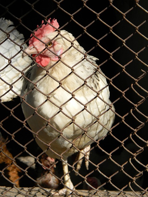 有消息了！iG官方：中单选手Rookie续约至2027年